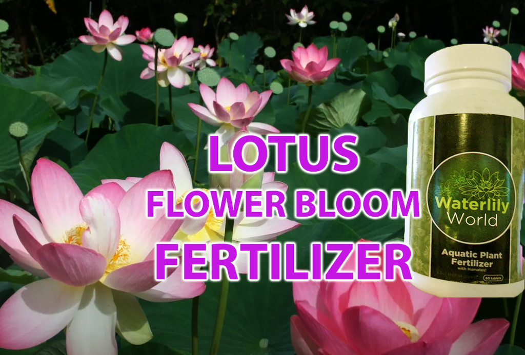 Waterlily World Lotus Fertilizer Pond Tabs + Humates