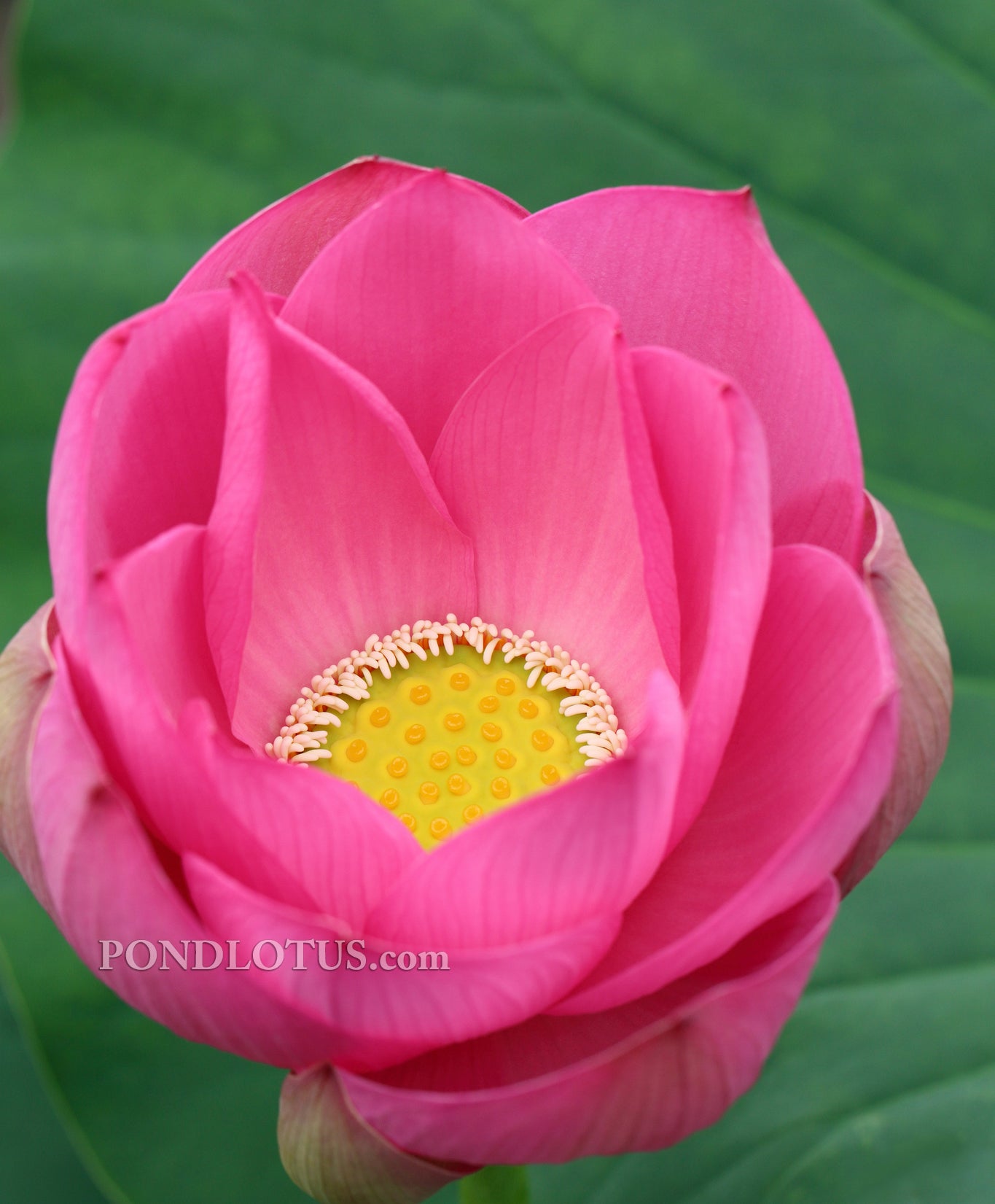 Maggie Belle Slocum - Lotus (Bare Root) - Webb's Water Gardens