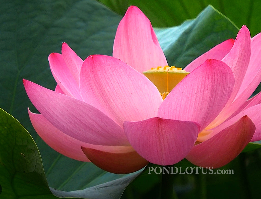 Maggie Belle Slocum Lotus <br> Reserve Lotus Varieties ASAP for 2020! - PondLotus.com