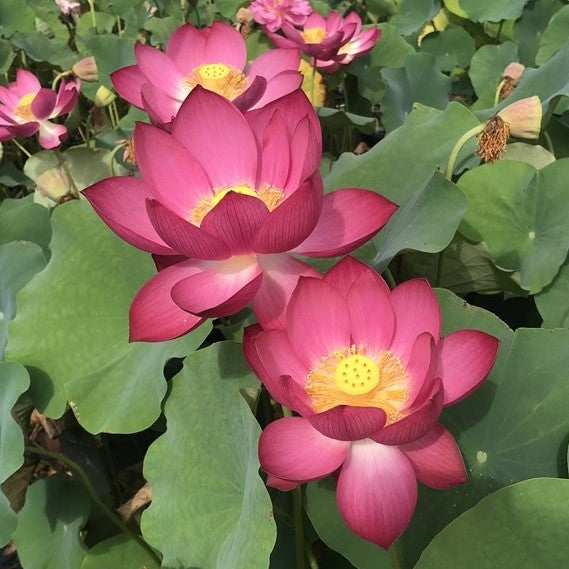 Magnificent 15 Lotus   'Gui Li 15'   <br>  Stunning Blooms! <br> Reserve Lotus Varieties ASAP for 2020! - PondLotus.com