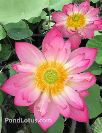 Mi Amigo Lotus  <br> 10 Inch Blooms! <br> Reserve Lotus Varieties ASAP for 2020! - PondLotus.com