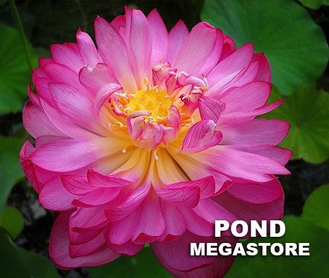 Momo Botan minima Lotus ( Japanese Peach Peony ) - PondLotus.com