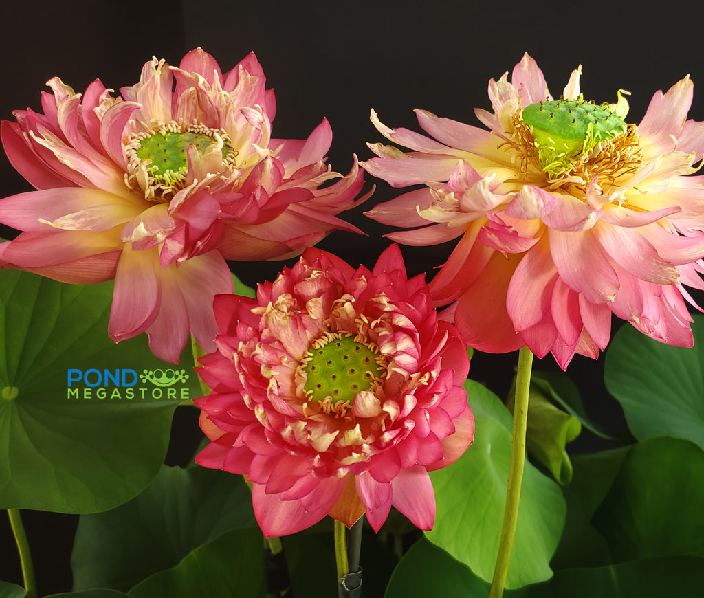 Moonlight Over Qinhuai Lotus  <br>  Unique!  <br> Reserve Lotus Varieties ASAP for 2020! - PondLotus.com