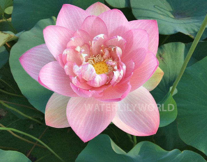 Mrs. Perry D. Slocum Lotus <br> Reserve Lotus Varieties ASAP for 2020! - PondLotus.com
