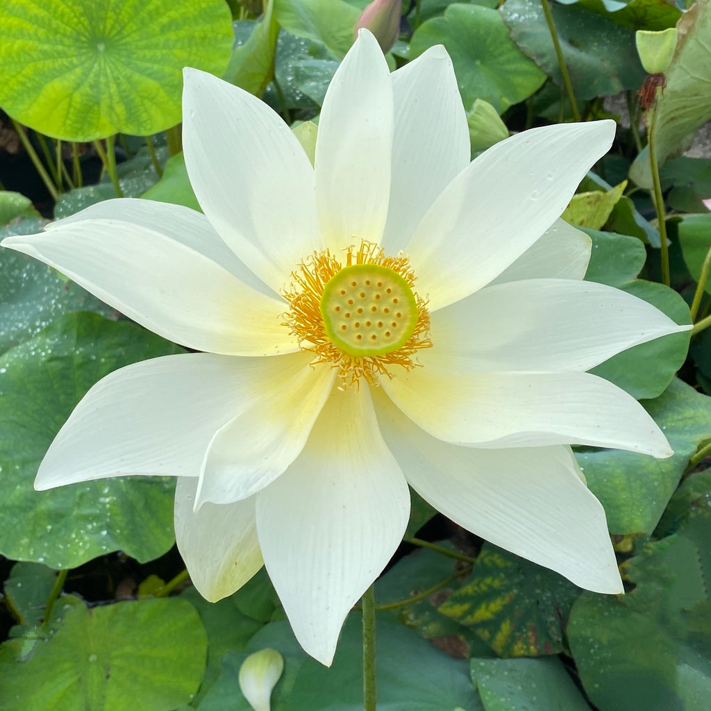 Nanjing Noble Lotus - Huge Flowers
