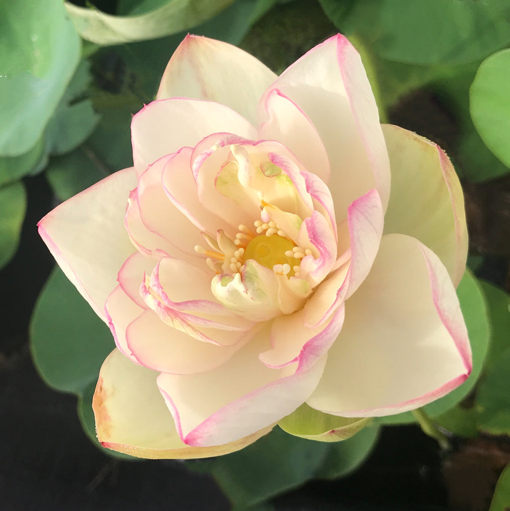 Nanjing Love 16 Lotus   (Yu Hua Qing 16)  <br>  Violet-Purple Edging! <br> Reserve Lotus Varieties ASAP for 2020! - PondLotus.com