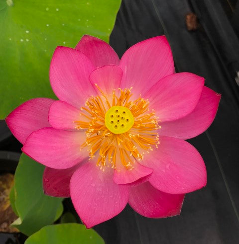 Shoot Fire Lotus   <br> Reserve Lotus Varieties ASAP for 2020! - PondLotus.com