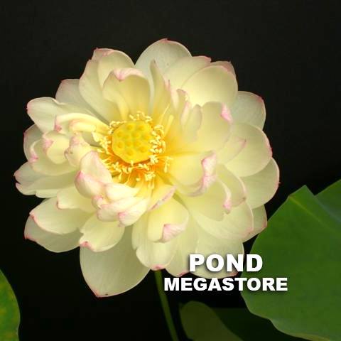 Olympic Lotus  <br>  Lovely Yellow Blooms!  <br> Reserve Lotus Varieties ASAP for 2020! - PondLotus.com