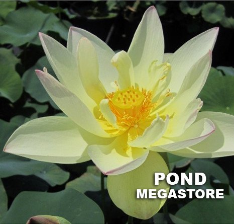 Oriole Out Of Water Lotus  <br>  Unique and Unusual!  <br> Reserve Lotus Varieties ASAP for 2020! - PondLotus.com