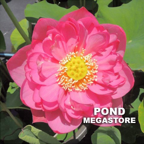 OUTSTANDING TALENT LOTUS  <br>  Customer Favorite! <br> Reserve Lotus Varieties ASAP for 2020! - PondLotus.com