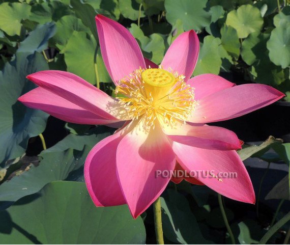 PEKINENSIS RUBRA LOTUS  <br>  Customer Favorite! <br> Reserve Lotus Varieties ASAP for 2020! - PondLotus.com