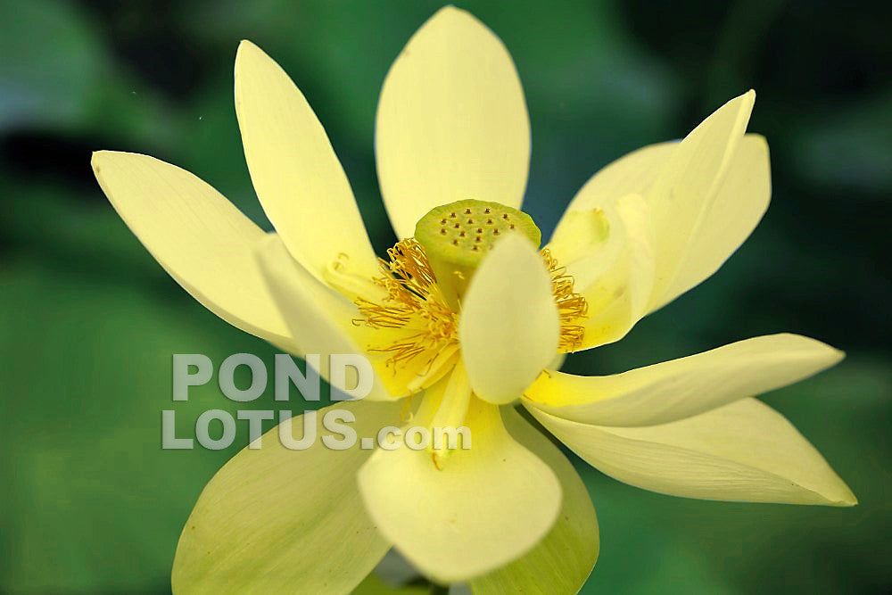 PERRY'S GIANT SUNBURST LOTUS  <br>  Sunny Yellow Blooms! <br> Reserve Lotus Varieties ASAP for 2020! - PondLotus.com