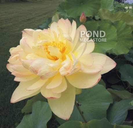 PERRY'S SUPER STAR LOTUS  <br>  Customer Favorite! <br> Reserve Lotus Varieties ASAP for 2020! - PondLotus.com