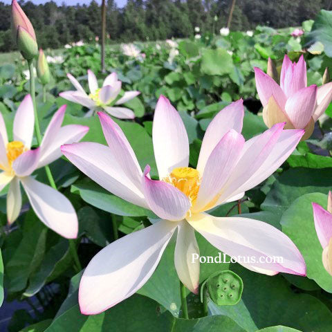 Piano Melody Lotus (Qinyun)   <br> Open, Airy Blooms! <br> Reserve Lotus Varieties ASAP for 2020! - PondLotus.com
