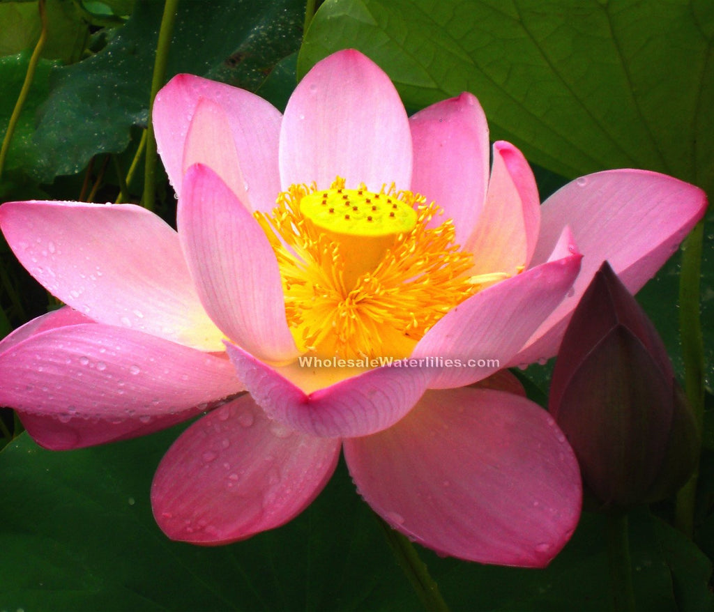 Pink-a-licious  <br>  Super pink-Heavy Bloomer <br> Reserve Lotus Varieties ASAP for 2020! - PondLotus.com
