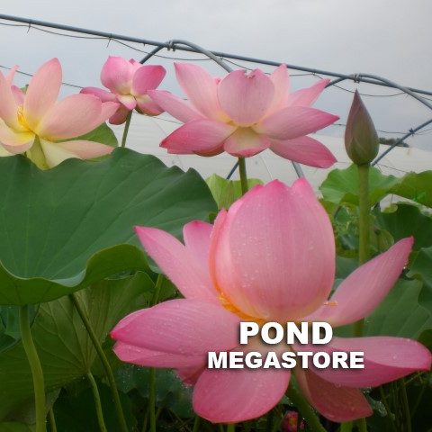 Pink-a-licious  <br>  Super pink-Heavy Bloomer <br> Reserve Lotus Varieties ASAP for 2020! - PondLotus.com