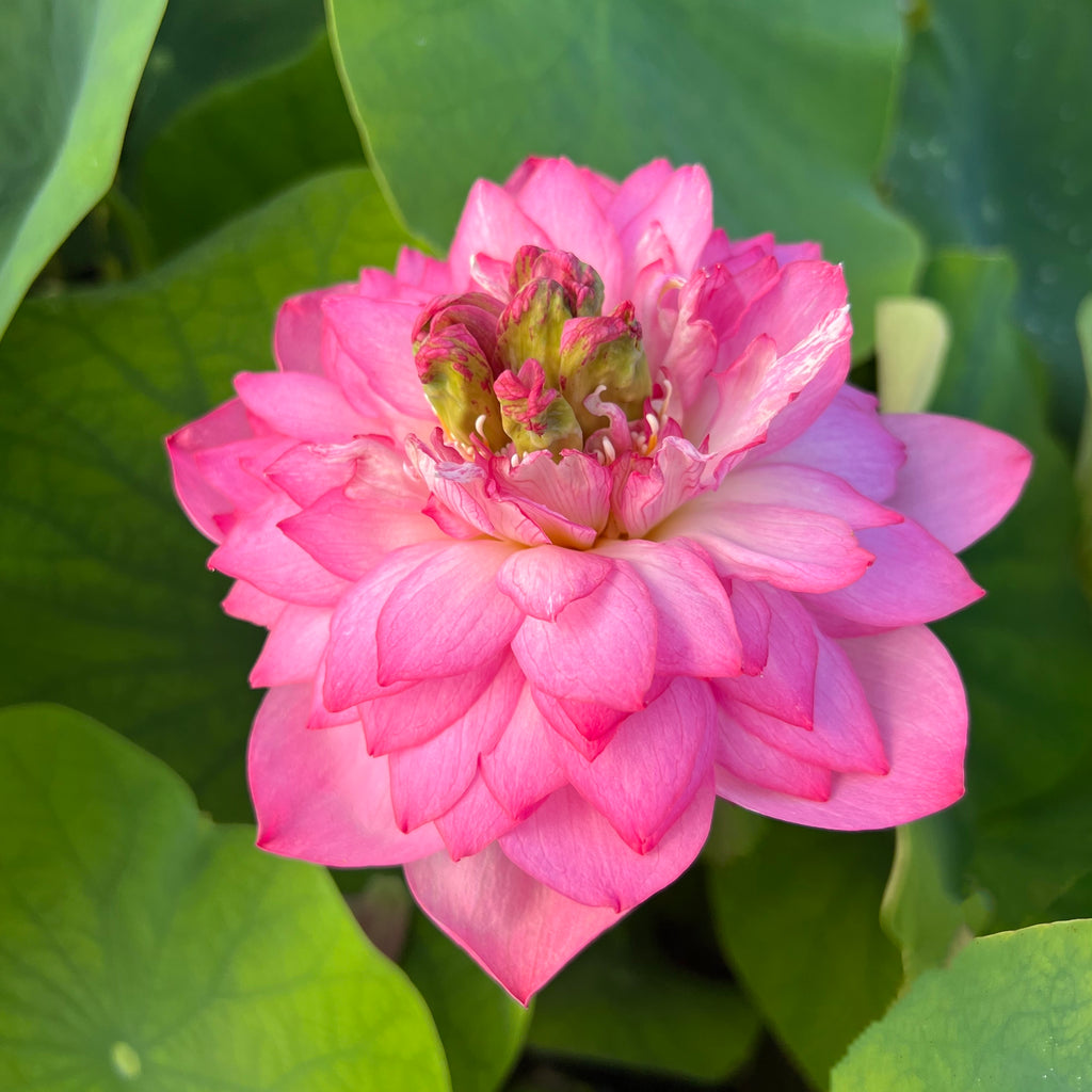 Pink Thousand Petal Lotus  <br>  Early Bloomer!