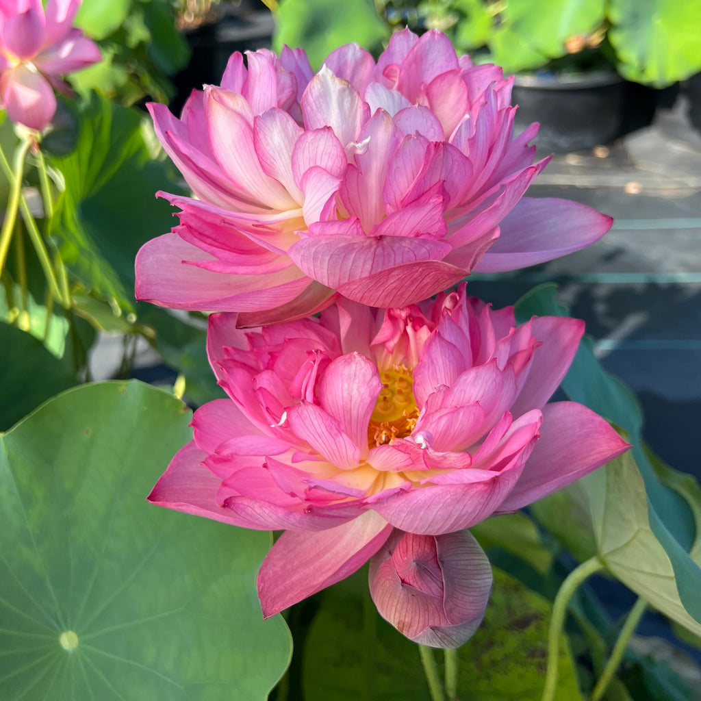 Pink Thousand Petal Lotus  <br>  Early Bloomer!