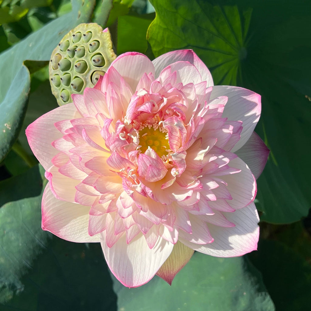 Pink Diamond Lotus > Heavy Bloomer