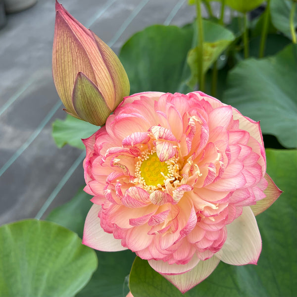Pink Diamond Lotus > Heavy Bloomer - PondLotus.com