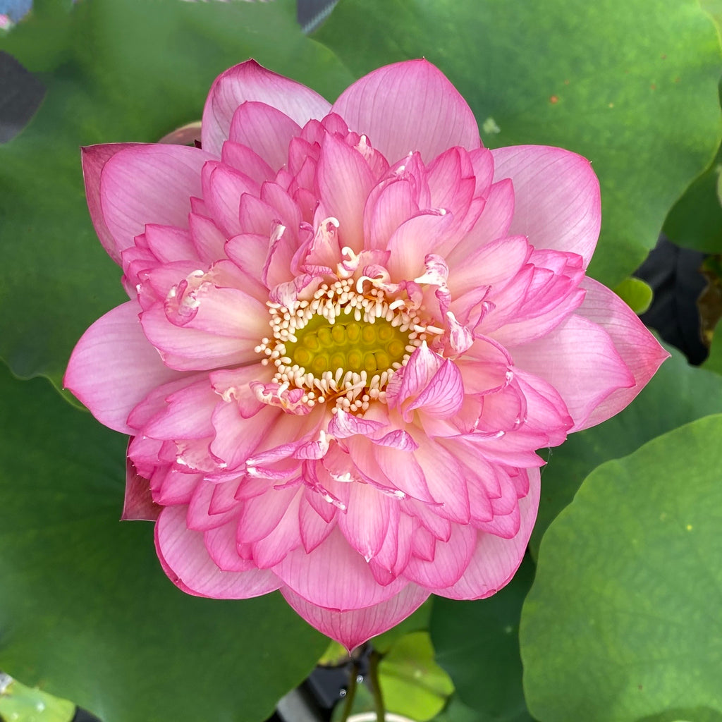 Pink Lady Lotus > Lots of Flowers