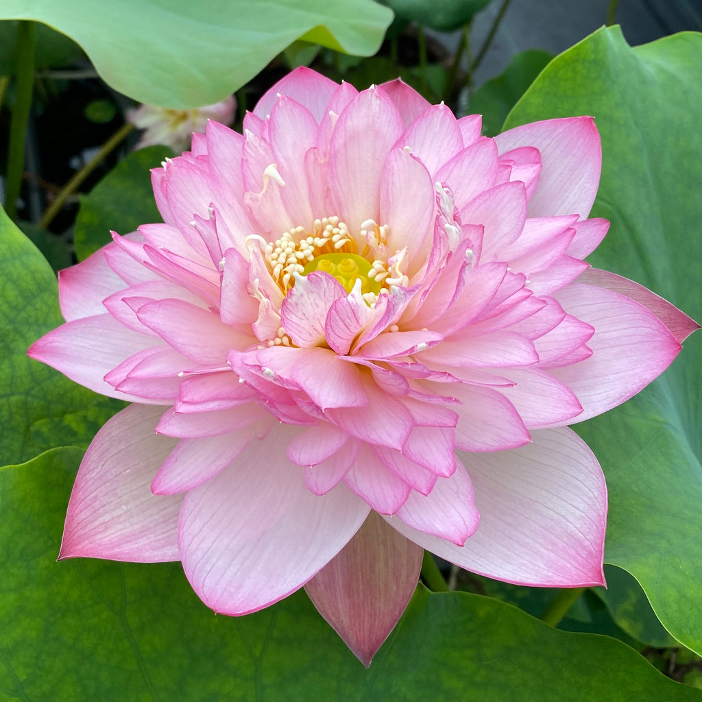 Pink Lady Lotus > Lots of Flowers