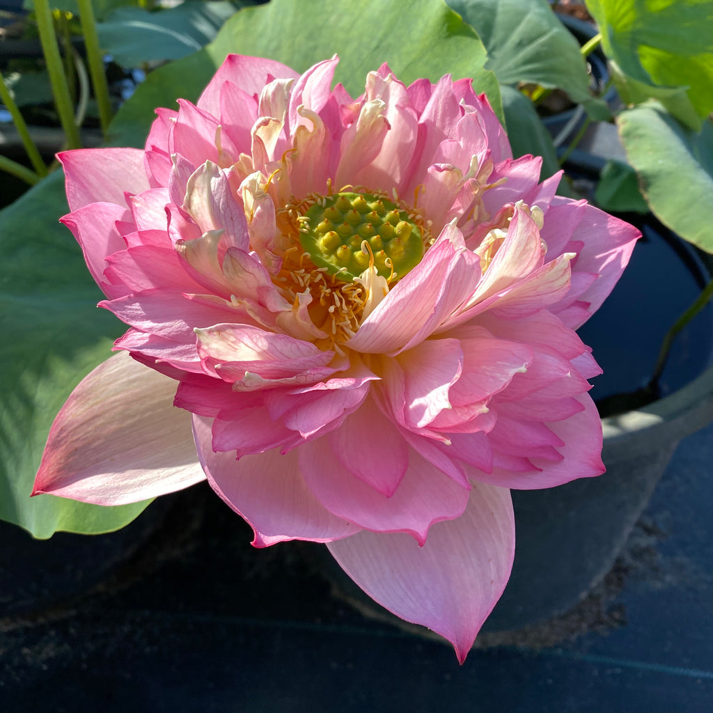 Pink Symphony Lotus (Pink Pror Pink)