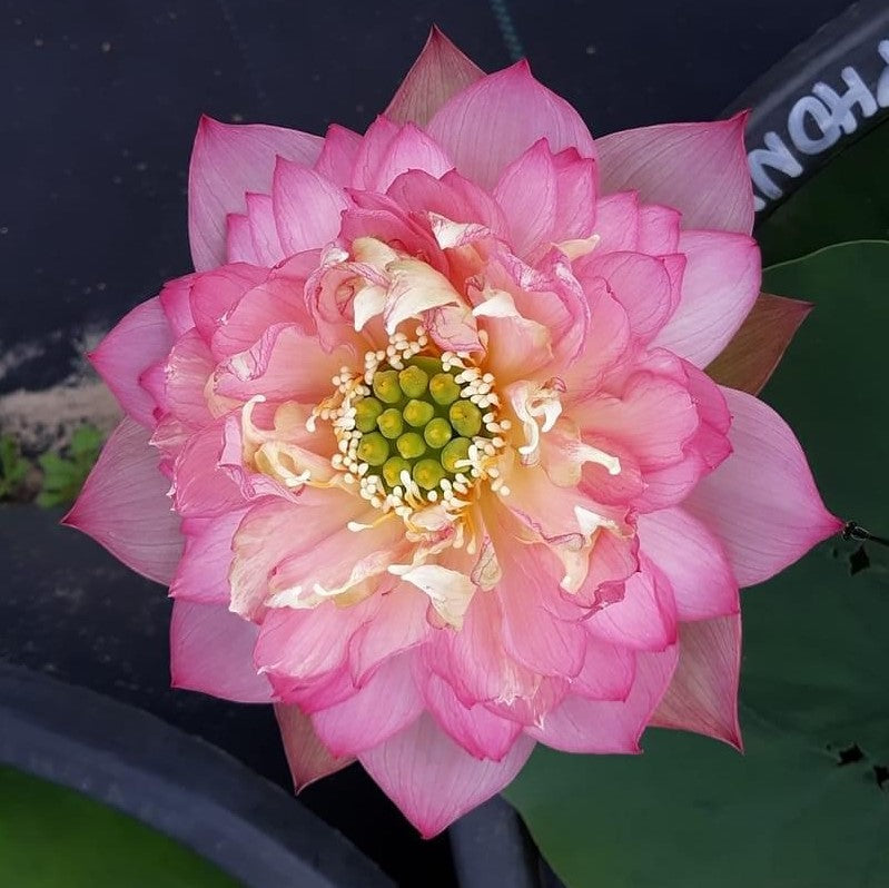 Pink Symphony Lotus (Pink Pror Pink)