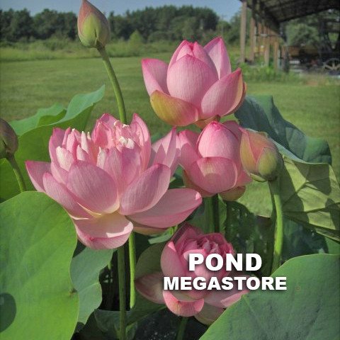 LITTLE PINK BEAUTY LOTUS <br> Reserve Lotus Varieties ASAP for 2020! - PondLotus.com