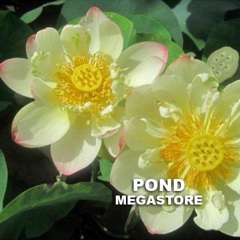 Pink Butterfly Lotus  <br>  Delightful! <br> Reserve Lotus Varieties ASAP for 2020! - PondLotus.com