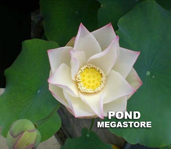 Pink Lips Lotus  <br>  Heavenly Blooms!  <br> Reserve Lotus Varieties ASAP for 2020! - PondLotus.com