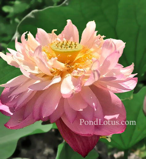 Pink Peach Lotus, (Fen Tao)  <br>  Heavy Bloomer! <br> Reserve Lotus Varieties ASAP for 2020! - PondLotus.com