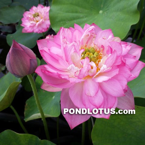 Pink Thousand Petal Lotus  <br>  Early Bloomer! <br> Reserve Lotus Varieties ASAP for 2020! - PondLotus.com