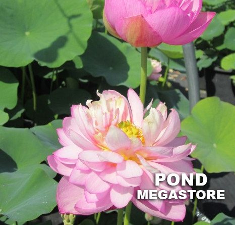 Pink Tower Lotus  <br>  Beautiful! <br> Reserve Lotus Varieties ASAP for 2020! - PondLotus.com