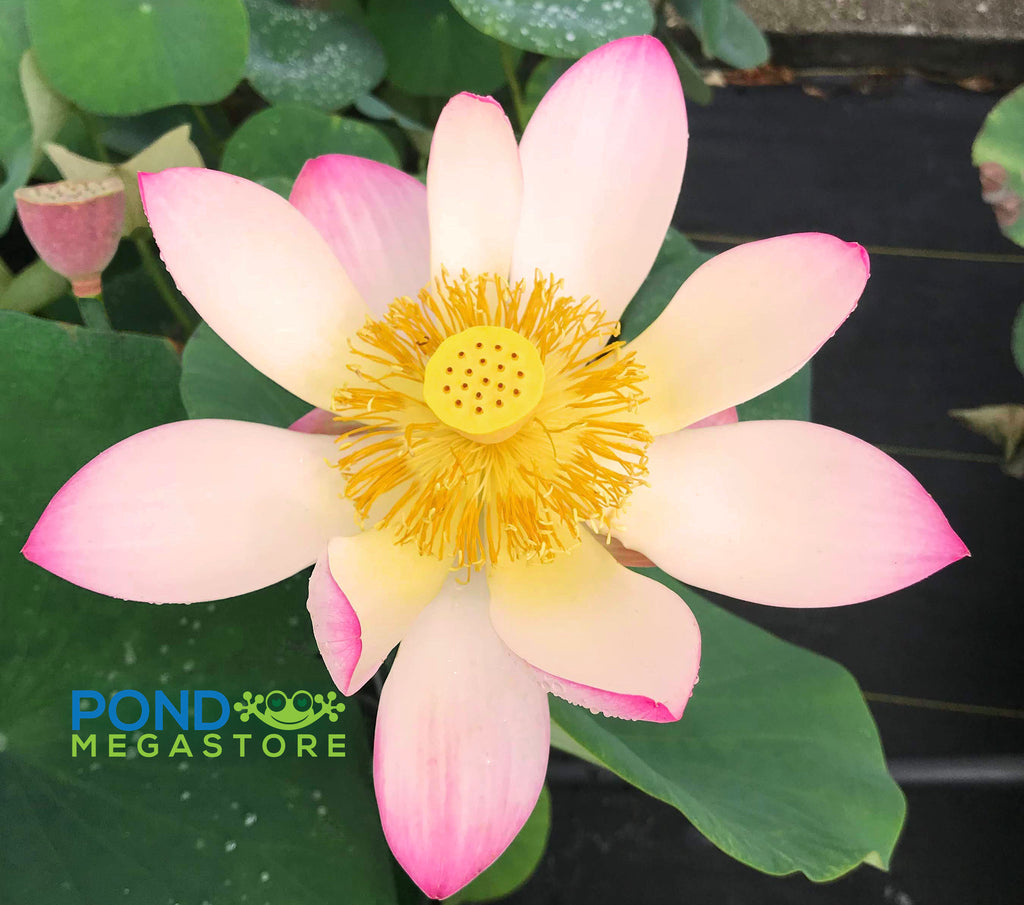 Pink and Gold  Lotus  <br> Reserve Lotus Varieties ASAP for 2020! - PondLotus.com