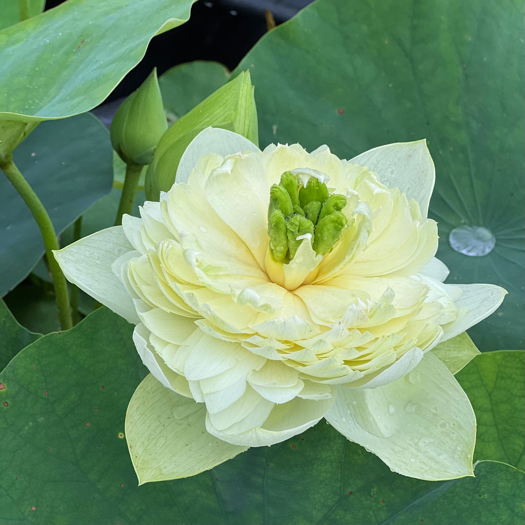 Prairie Dream Lotus <br> Sunshine in Your Garden!