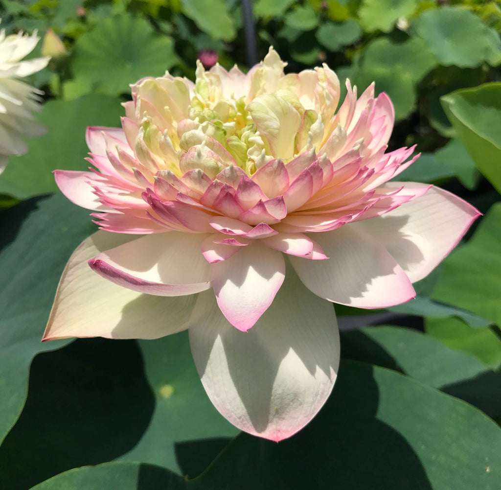 Pretty Flower Lotus