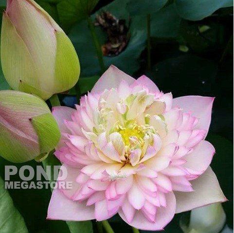 Pretty Flower Lotus  <br> Reserve Lotus Varieties ASAP for 2020! - PondLotus.com