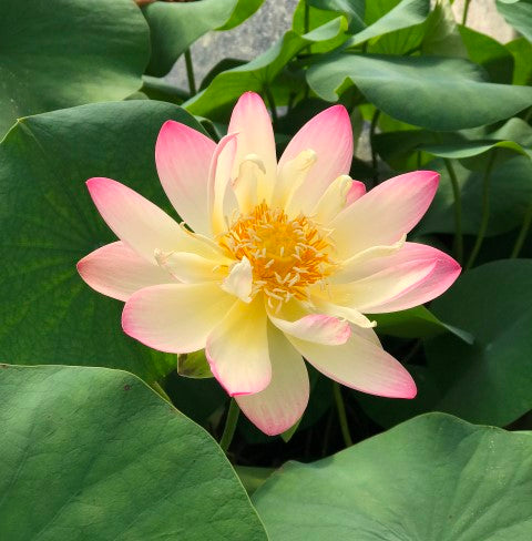 Princess Abby of Ten Mile Creek Lotus  <br>  Dainty Gem!  <br> Reserve Lotus Varieties ASAP for 2020! - PondLotus.com