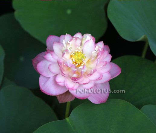 Princess Ellen Of Ten Mile Creek Lotus  <br>  Heavy Bloomer!  <br> Reserve Lotus Varieties ASAP for 2020! - PondLotus.com