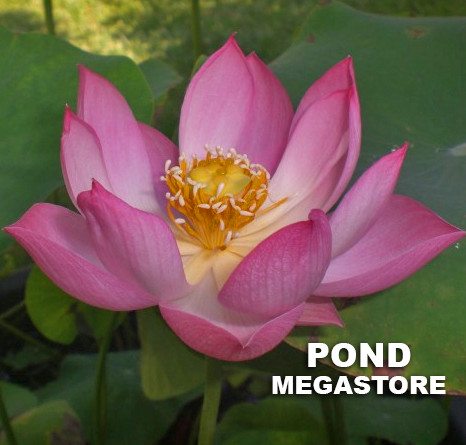 Princess Harper Of Ten Mile Creek Lotus  <br>  Lovely Double Blooms!  <br> Reserve Lotus Varieties ASAP for 2020! - PondLotus.com