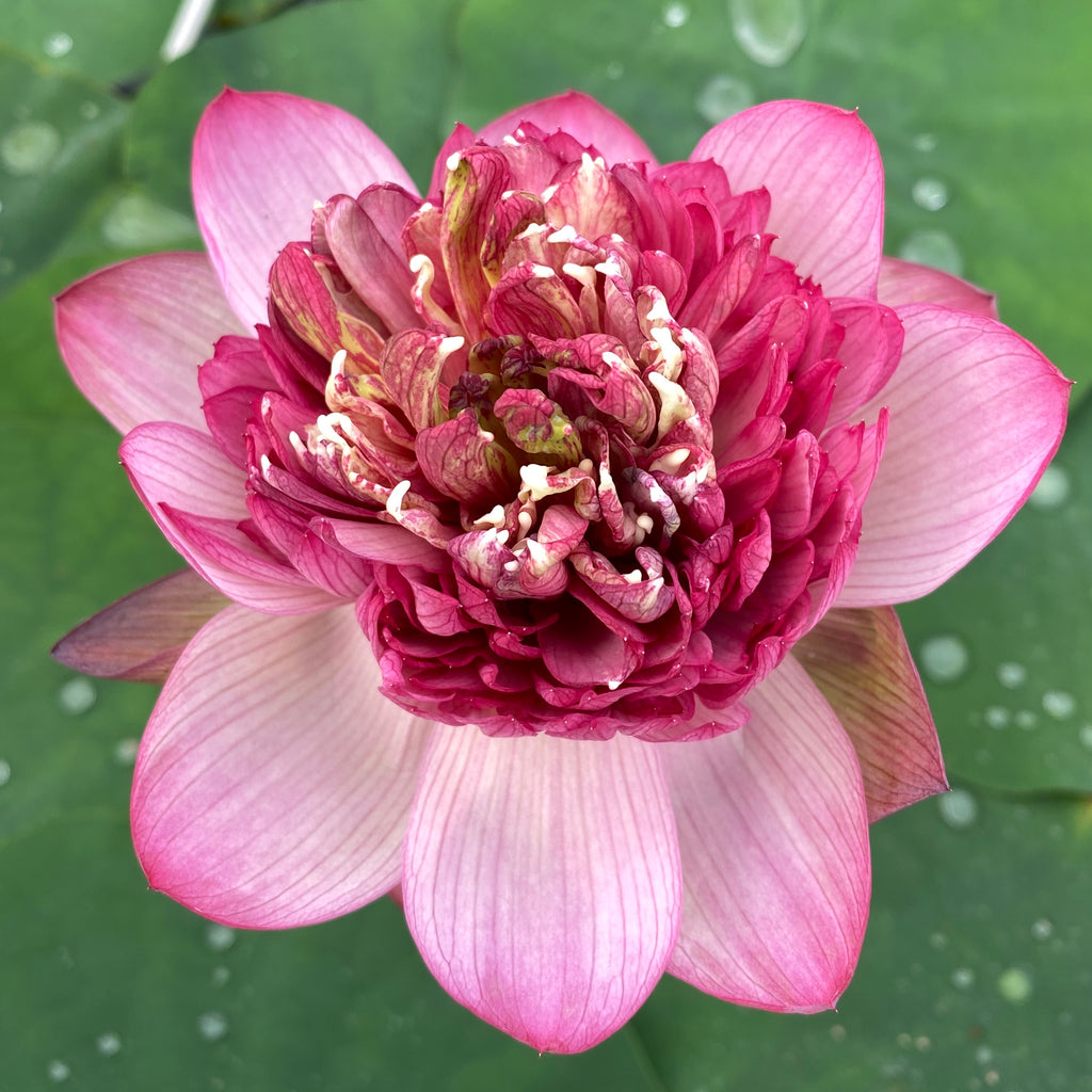 Prosperous Purple Lotus