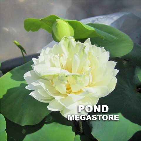 Pure Girl Lotus  <br>  Frilly Yellow Flowers!  <br> Reserve Lotus Varieties ASAP for 2020! - PondLotus.com