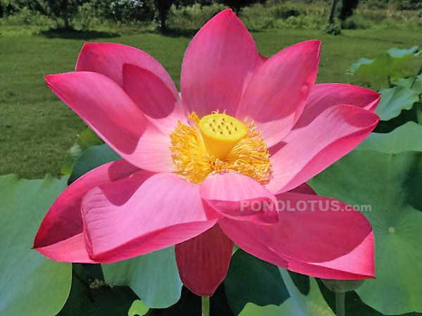 Qingling Red Lotus  <br>  Stunning, Wide Open Blooms!  <br> Reserve Lotus Varieties ASAP for 2020! - PondLotus.com