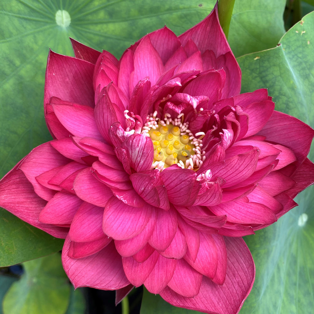 Ancient Capital Red Canal Lotus - Deep Dark Red!