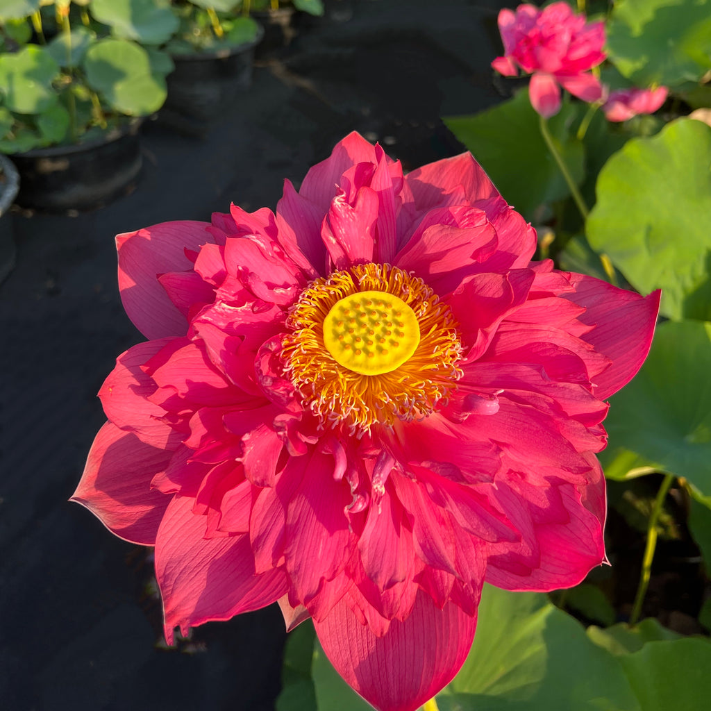 Red Phillips Lotus <br> Huge Dark Red Flowers