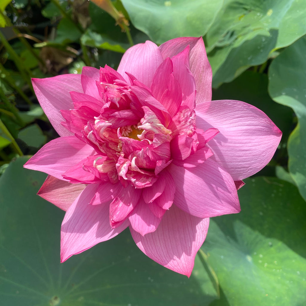 Chinese Red Ruijin Lotus   <br>  Rosy-Red Splendor