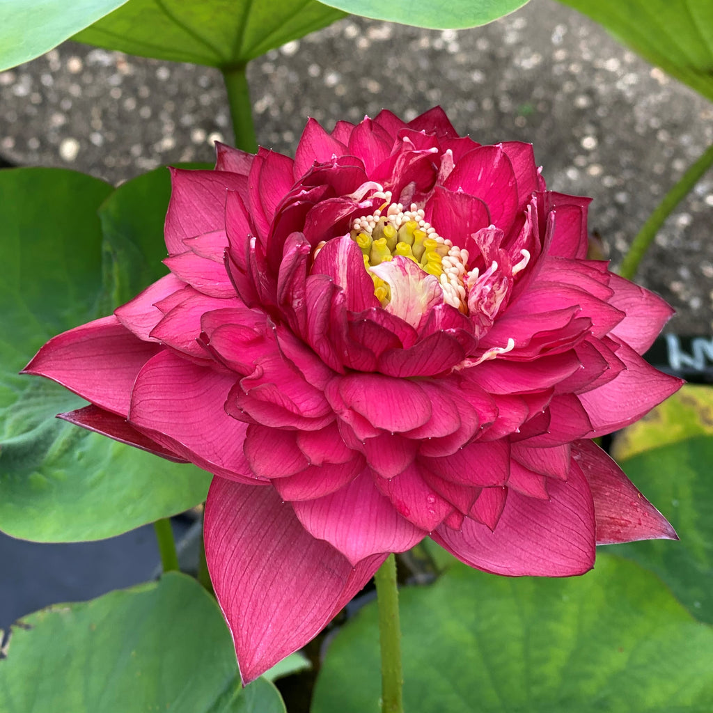 Red Symphony Lotus  <br>  Brilliant Red!