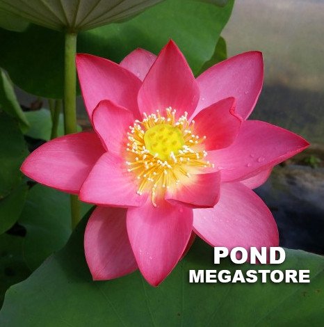 Red at Sunset Lotus  <br>  Intense Red Color!  <br> Reserve Lotus Varieties ASAP for 2020! - PondLotus.com