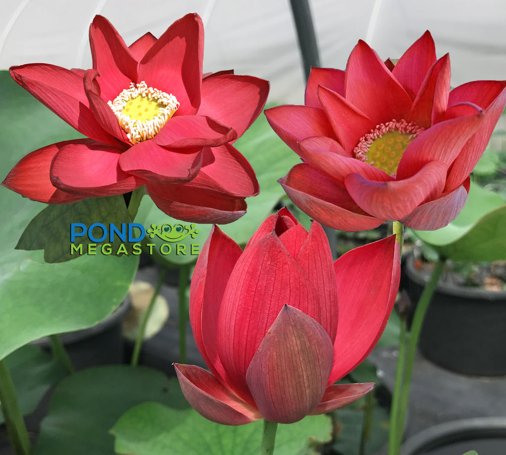 Chinese Red Beijing Lotus <br> 'Zhong Guo Hong Beijing' <br> Reserve Lotus Varieties ASAP for 2020! - PondLotus.com